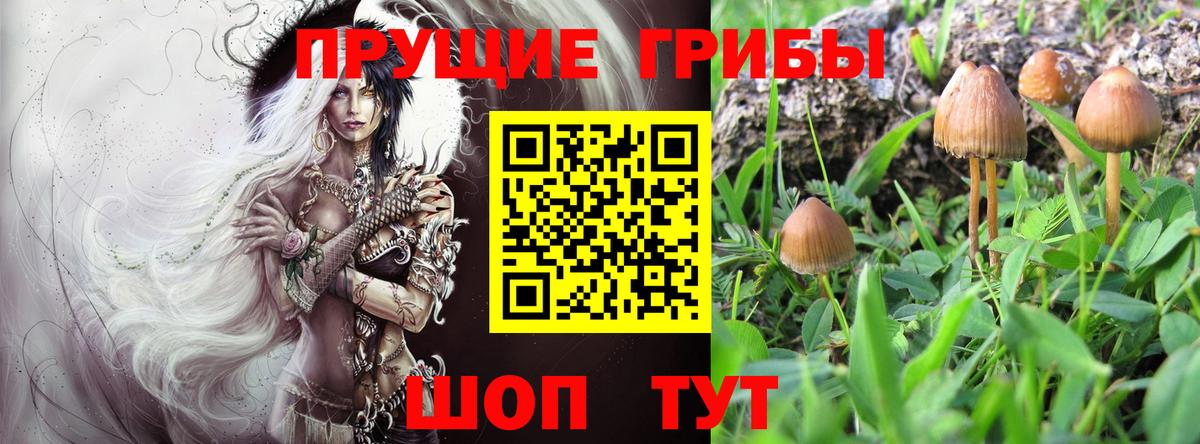 Галлюциногенные грибы Cubensis Борисоглебск